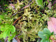 Cetraria islandica Iceland Moss, Island cetraria lichen, Oriental cetraria lichen
