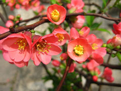 Chaenomeles speciosa Japanese Quince, Flowering quince