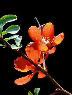 Chaenomeles x superba Dwarf Quince, Flowering Quince