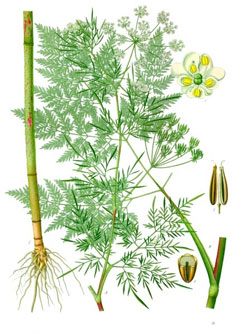 Chaerophyllum bulbosum Turnip-Rooted Chervil