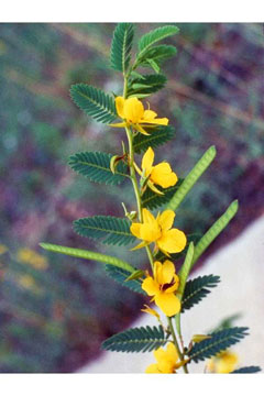 Chamaecrista fasciculata Golden Cassia,  Partridge pea
