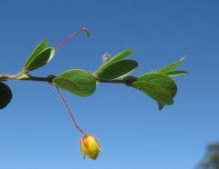 Chamaecrista rotundifolia Round-leaf cassia