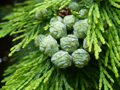 Chamaecyparis lawsoniana Lawson Cypress, Port orford cedar, Oregon Cedar, Port Orford Cedar, Lawson