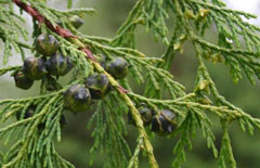Chamaecyparis nootkatensis Nootka Cypress, Nootka Cypress, Yellow Cypress, Alaska  Cedar