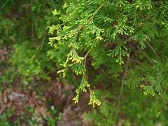 Chamaecyparis thyoides White Cypress, Atlantic white cedar, Coast White Cedar, Southern White Cedar, White Cypress
