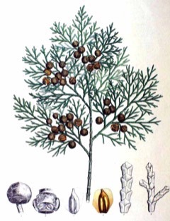 Chamaecyparis obtusa Japanese cypress