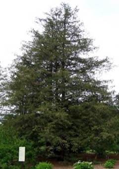 Chamaecyparis pisifera Sawara cypress