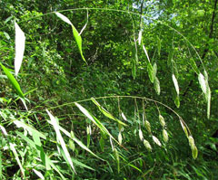 Chasmanthium latifolium Indian Woodoats, Wild Oats Grass, North American Wild Oats, Northern Sea Oats, Spanglegrass River Oa