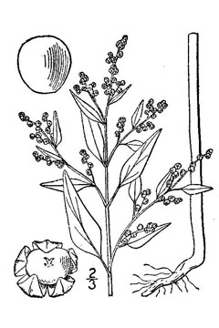Chenopodium berlandieri Southern Huauzontle, Pitseed goosefoot, Nuttall