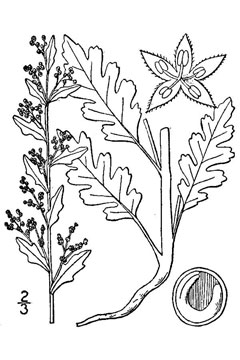 Chenopodium botrys Jerusalem Oak, Jerusalem oak goosefoot