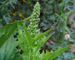 Chenopodium californicum California Goosefoot