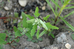 Chenopodium ficifolium Fig-Leaved Goosefoot