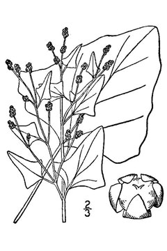 Chenopodium fremontii Goosefoot, Fremont