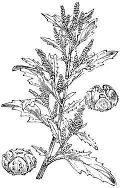Chenopodium glaucum Oak-Leaved Goosefoot