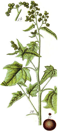 Chenopodium hybridum 