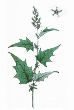 Chenopodium hybridum 