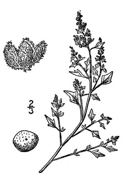 Chenopodium incanum Mealy Goosefoot