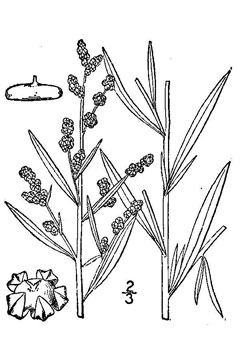 Chenopodium leptophyllum Narrow Leaved Goosefoot