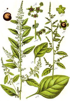Chenopodium polyspermum All-Seed, Manyseed goosefoot