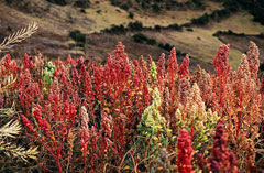Chenopodium quinoa Quinoa, Goosefoot, Pigweed, Inca Wheat