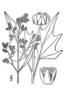 Chenopodium simplex Mapleleaf goosefoot