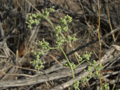 Chenopodium nevadense Nevada Goosefoot