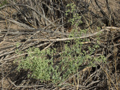 Chenopodium nevadense Nevada Goosefoot