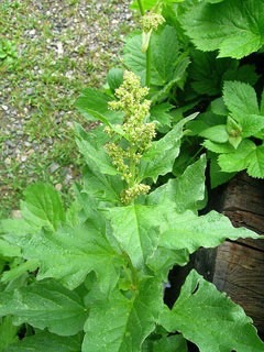 Chenopodium spp. Perennial quinoa