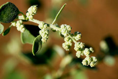 Chenopodium watsonii Watson’s Goosefoot