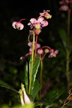 Chimaphila umbellata Pipsissewa