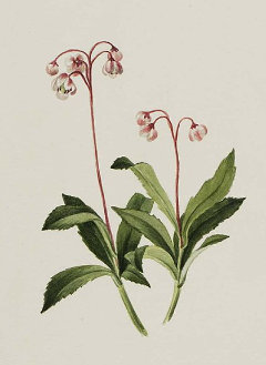 Chimaphila umbellata ssp. occidentalis Pipsissewa, prince’s pine