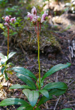 Chimaphila umbellata ssp. occidentalis Pipsissewa, prince’s pine