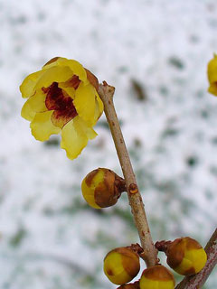 Chimonanthus praecox Winter Sweet