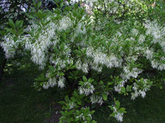 Chionanthus virginicus Fringe Tree, White fringetree, Old Man