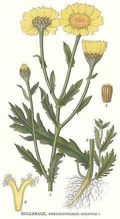chrysanthemum segetum Corn Marigold