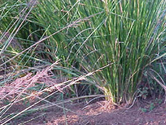 An ethnobotanical profile of Vetiver grass - Green Unfolding