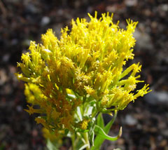Chrysothamnus viscidiflorus Green Rabbitbrush, Yellow rabbitbrush