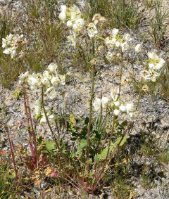 Chylismia claviformis Brown eyes
