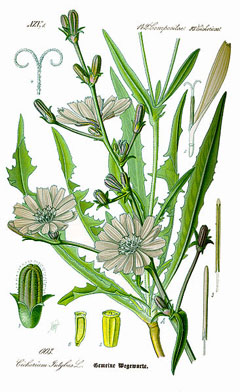 Cichorium intybus Chicory, Radicchio, Succory, Witloof