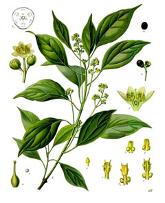 Cinnamomum camphora Camphor, Camphortree