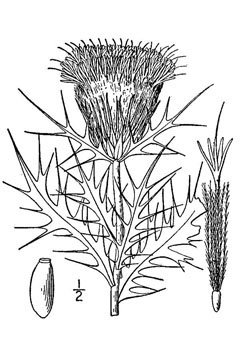 Cirsium ochrocentrum Yellow Spined Thistle