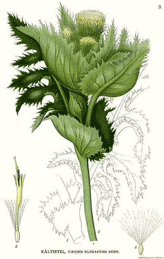 Cirsium oleraceum Cabbage Thistle