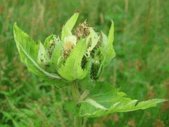 Cirsium oleraceum Cabbage Thistle