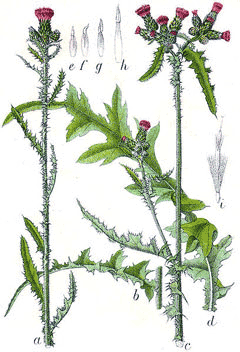 Cirsium palustre Marsh Thistle