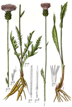Cirsium tuberosum Tuberous Thistle