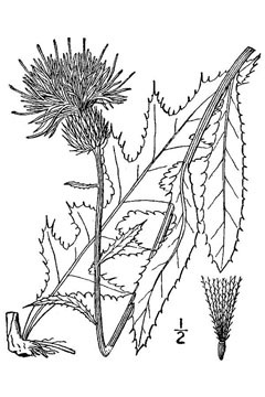 Cirsium virginianum Virginia thistle