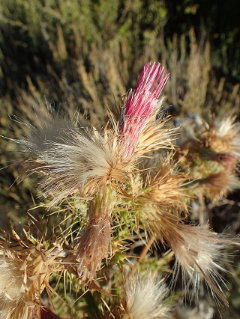 Cirsium arizonicum Arizona thistle
