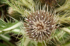 Cirsium drummondii Dwarf thistle