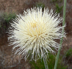 Cirsium neomexicanum New Mexico thistle