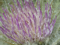 Cirsium scariosum Meadow Thistle